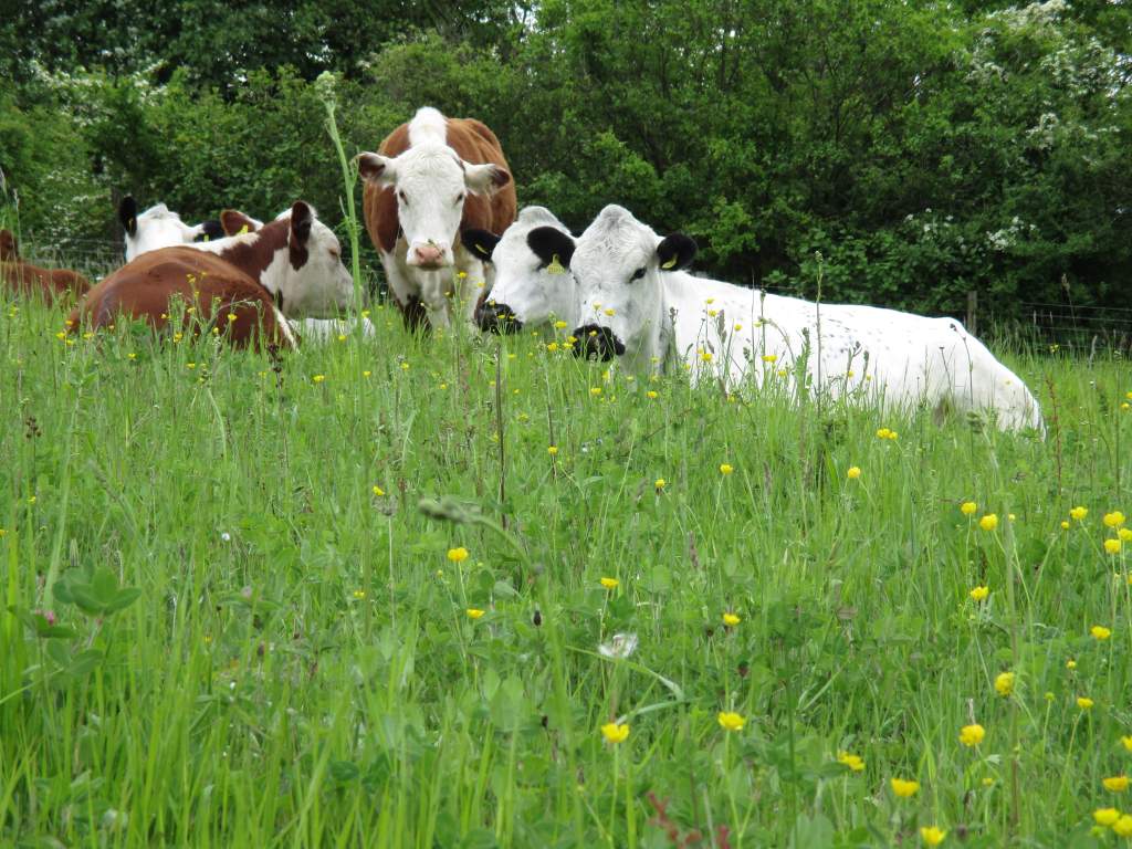 Conservation Grazing